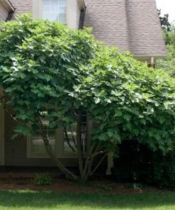 Brighter Blooms Chicago Hardy Fig Tree Fruit Trees