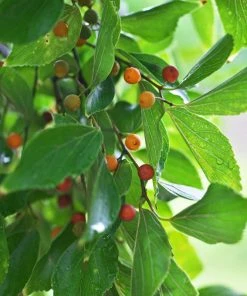 Brighter Blooms Chinese Hackberry Tree