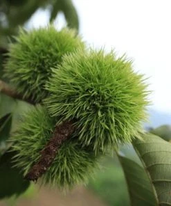Brighter Blooms Chinese Chestnut Tree 6 Brighter Blooms Chinese Chestnut Tree