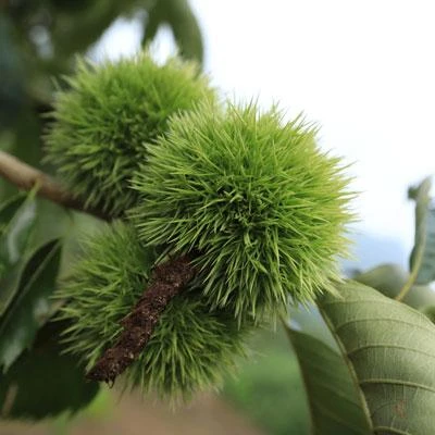 Brighter Blooms Chinese Chestnut Tree 3 Brighter Blooms Chinese Chestnut Tree