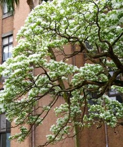 Brighter Blooms Chinese Fringe Tree