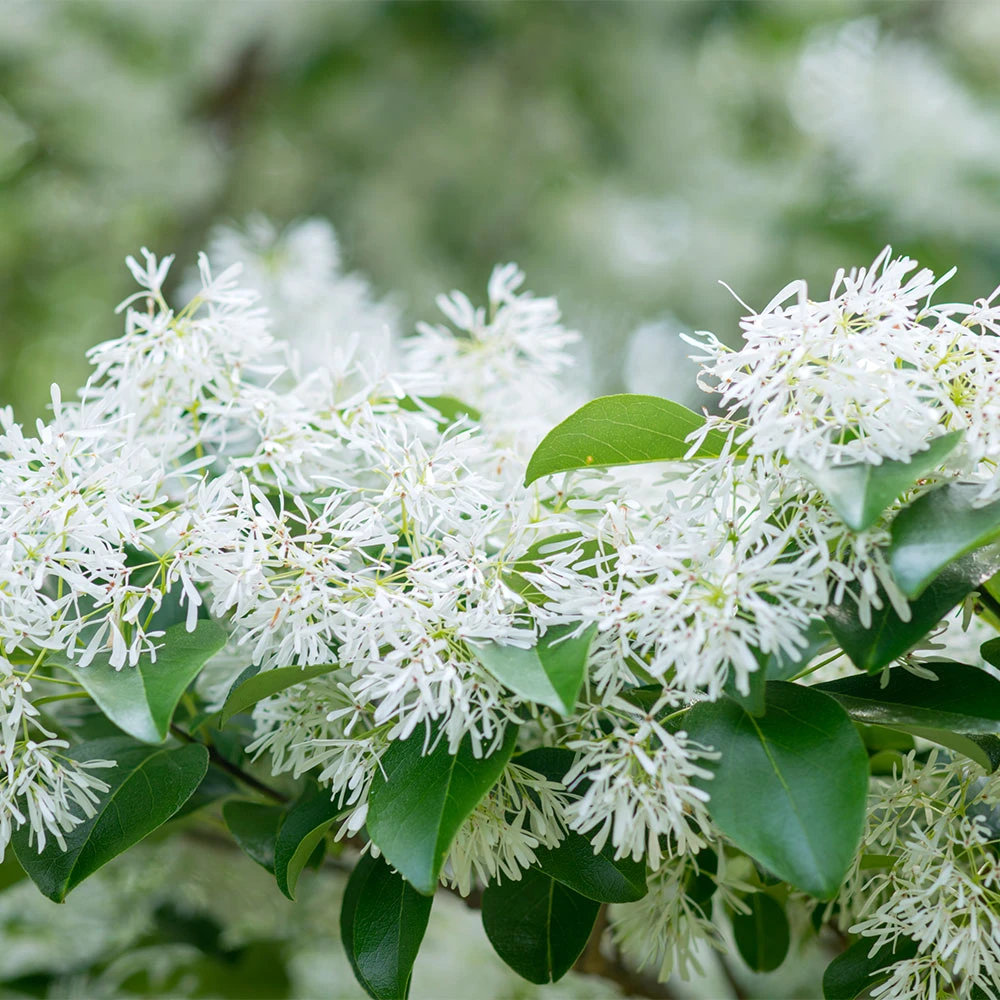 Brighter Blooms Chinese Fringe Tree 3 Brighter Blooms Chinese Fringe Tree