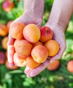 Brighter Blooms Chinese Mormon Apricot Tree SHOP ALL