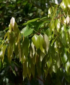 Brighter Blooms Fruit Trees Cinnamon Tree