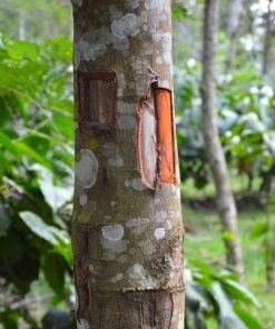 Brighter Blooms Fruit Trees Cinnamon Tree