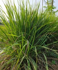 Brighter Blooms Citronella Grass Ornamental Grasses