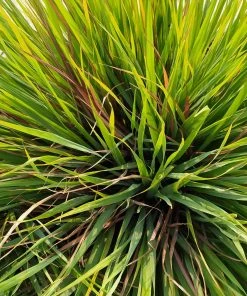 Brighter Blooms Citronella Grass Ornamental Grasses