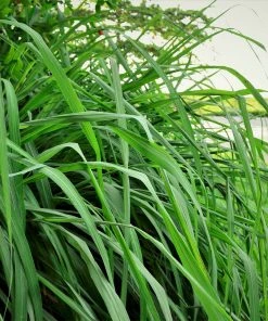 Brighter Blooms Citronella Grass Ornamental Grasses