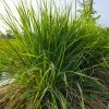 Brighter Blooms Citronella Grass Ornamental Grasses