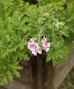 Brighter Blooms Citronella Mosquito Plant Perennials
