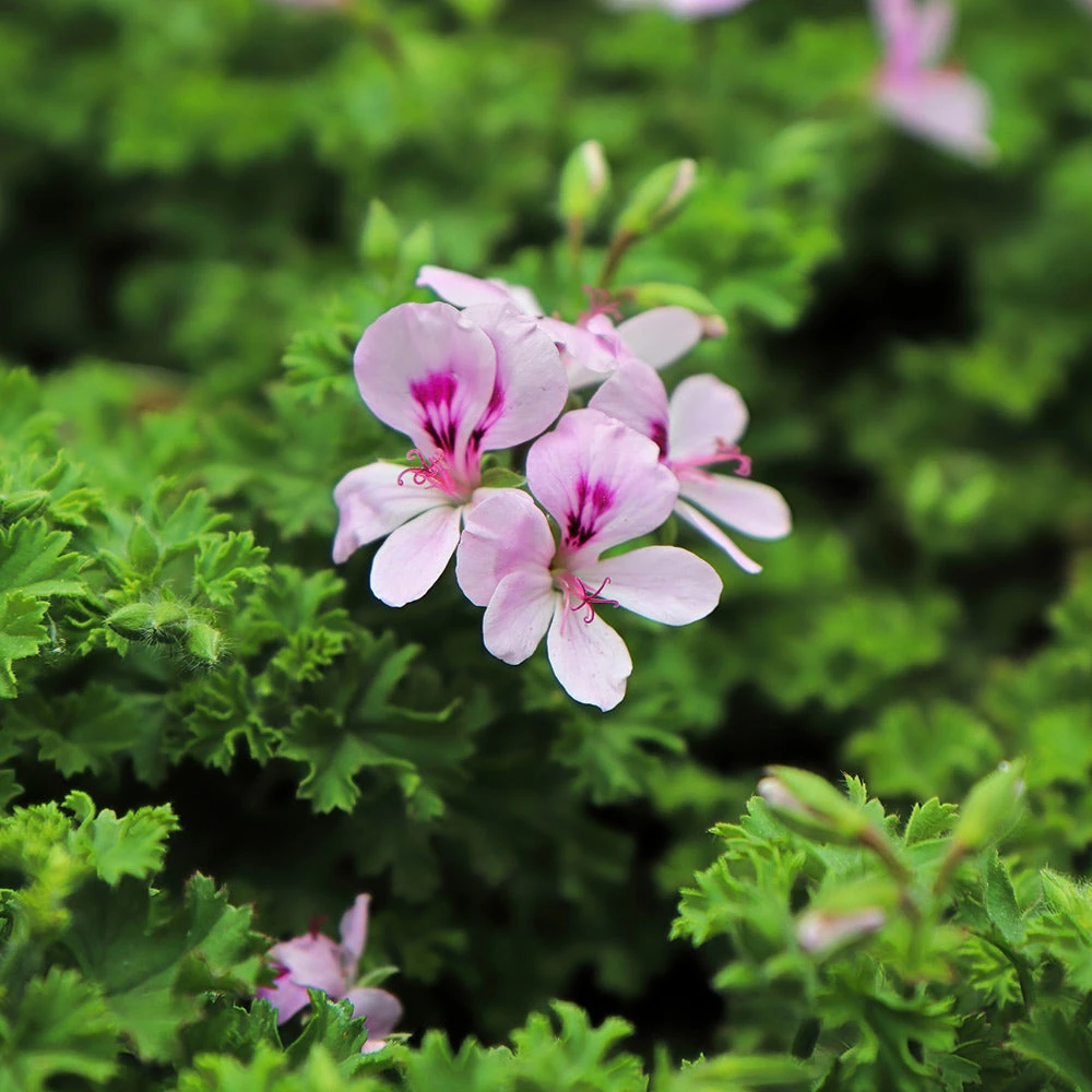 Brighter Blooms Citronella Mosquito Plant Perennials 5 Brighter Blooms Citronella Mosquito Plant Perennials