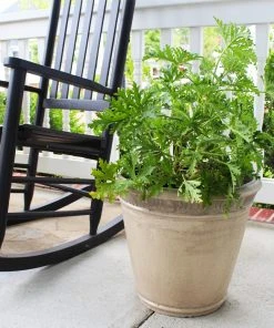 Brighter Blooms Citronella Mosquito Plant Perennials 7 Brighter Blooms Citronella Mosquito Plant Perennials