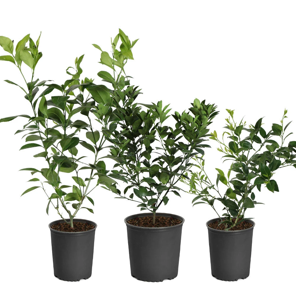 Brighter Blooms All-in-One Citrus Starter Kit Citrus Trees 3 Brighter Blooms All-in-One Citrus Starter Kit Citrus Trees