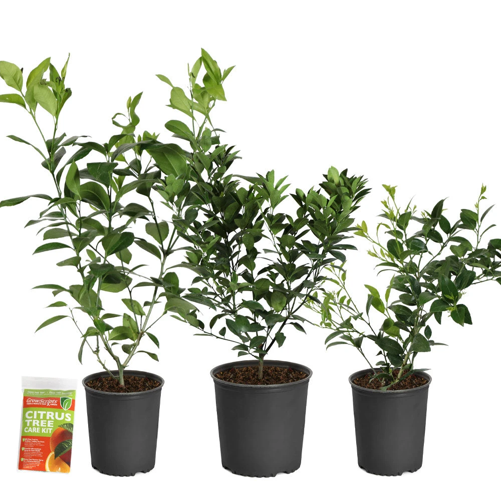 Brighter Blooms All-in-One Citrus Starter Kit Citrus Trees 4 Brighter Blooms All-in-One Citrus Starter Kit Citrus Trees