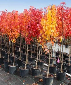 Brighter Blooms Cleveland Pear Tree