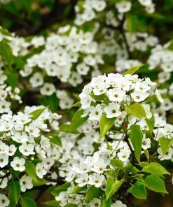 Brighter Blooms Cleveland Pear Tree
