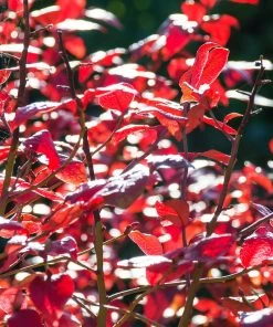 Brighter Blooms Blueberry Bushes Climax Blueberry Bush 9 Brighter Blooms Blueberry Bushes Climax Blueberry Bush