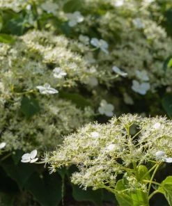 Brighter Blooms Climbing Hydrangea Shrubs & Hedges