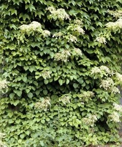 Brighter Blooms Climbing Hydrangea Shrubs & Hedges