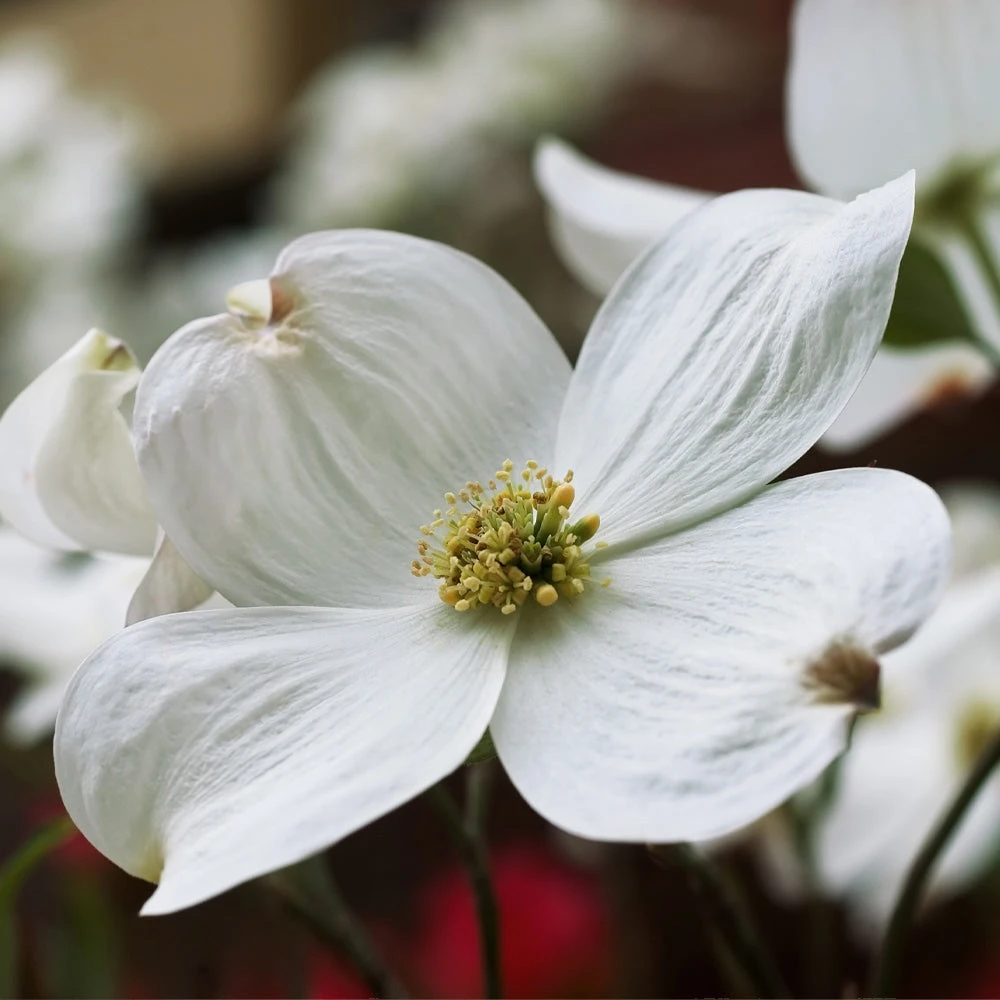 Brighter Blooms Flowering Trees Cloud 9 Dogwood Tree 7 Brighter Blooms Flowering Trees Cloud 9 Dogwood Tree