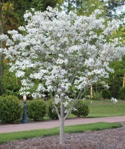 Brighter Blooms Flowering Trees Cloud 9 Dogwood Tree 12 Brighter Blooms Flowering Trees Cloud 9 Dogwood Tree