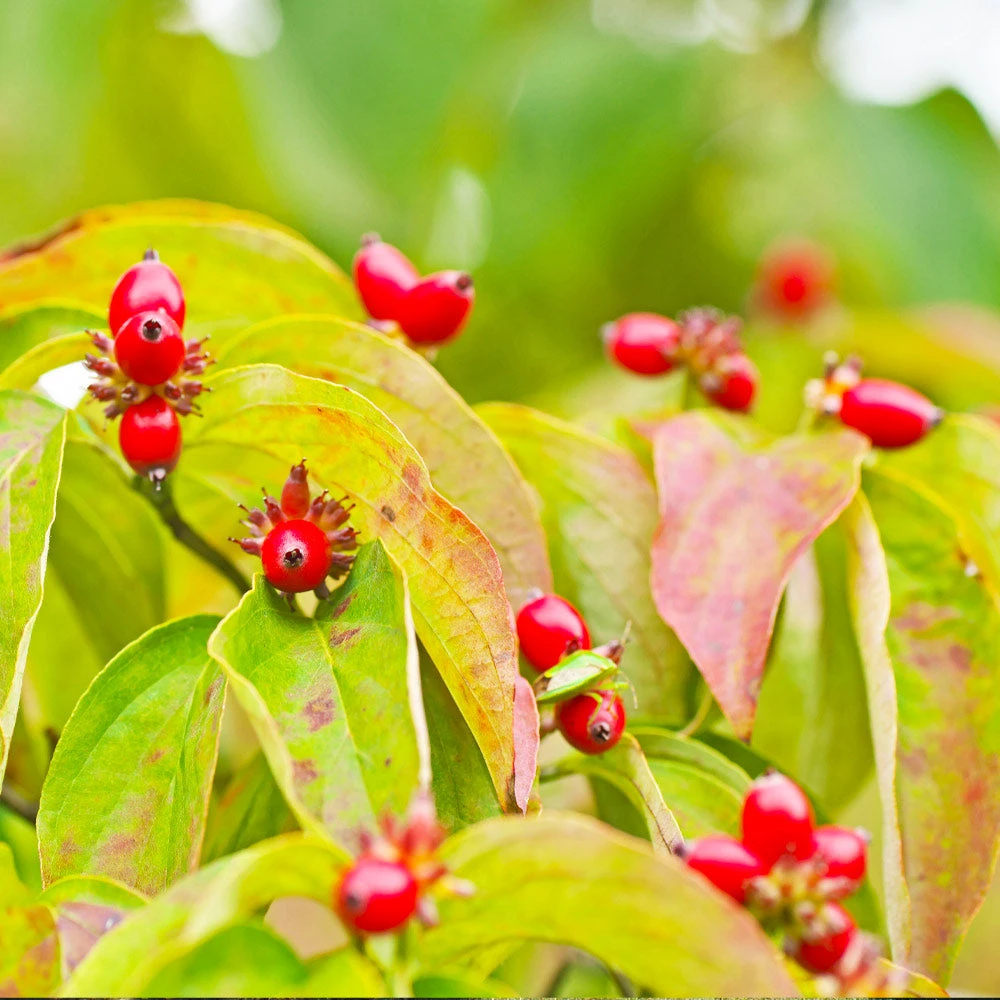 Brighter Blooms Flowering Trees Cloud 9 Dogwood Tree 5 Brighter Blooms Flowering Trees Cloud 9 Dogwood Tree