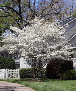 Brighter Blooms Flowering Trees Cloud 9 Dogwood Tree