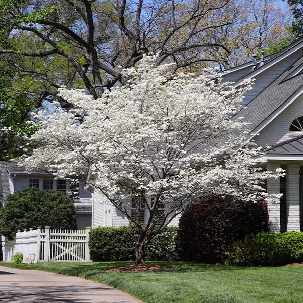 Brighter Blooms Flowering Trees Cloud 9 Dogwood Tree 1 Brighter Blooms Flowering Trees Cloud 9 Dogwood Tree