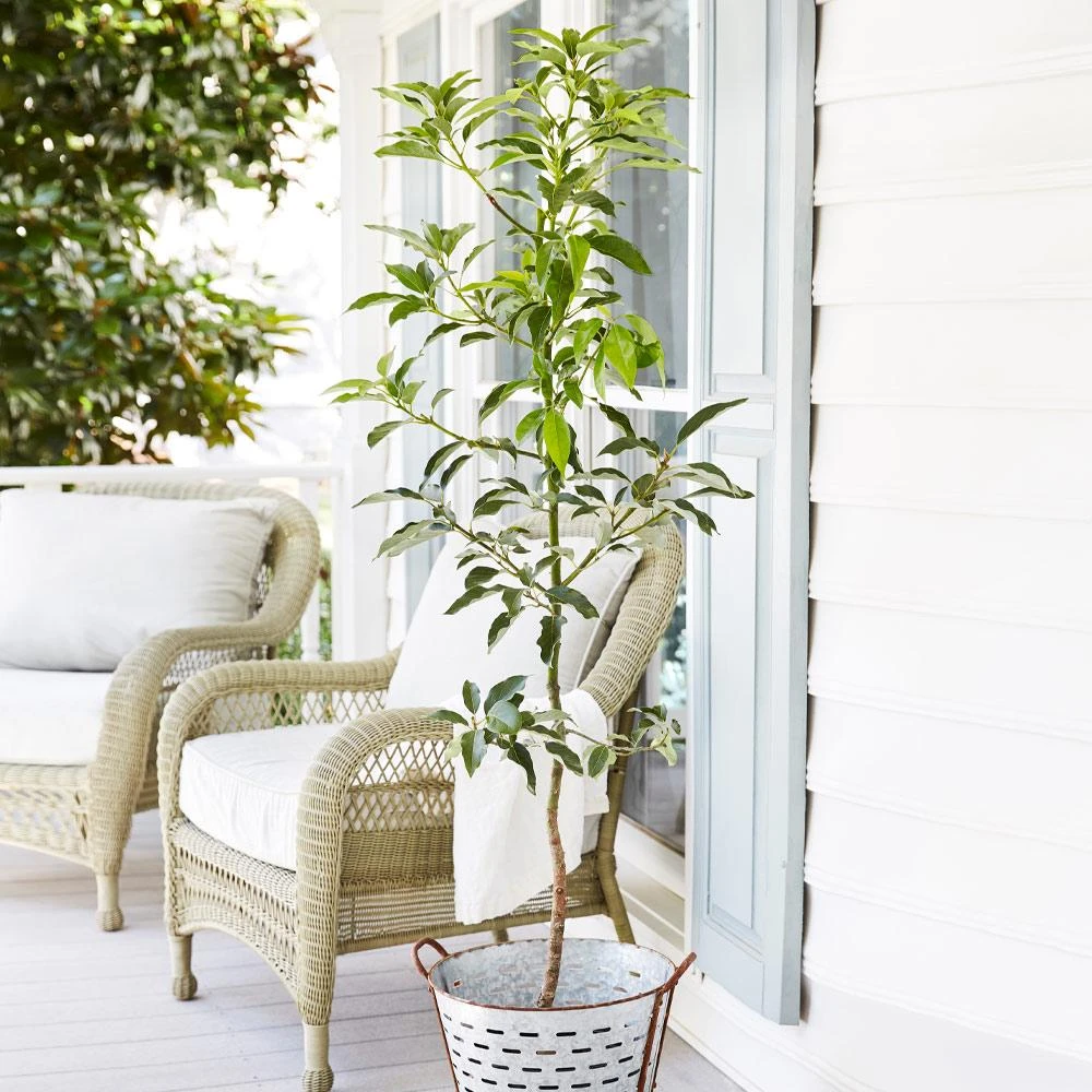 Brighter Blooms Cold Hardy Avocado Tree Fruit Trees 2 Brighter Blooms Cold Hardy Avocado Tree Fruit Trees