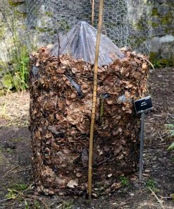 Brighter Blooms Banana Trees Cold Hardy Banana Tree
