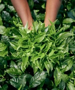 Brighter Blooms Cold Hardy Tea Plant SHOP ALL