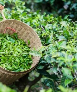 Brighter Blooms Cold Hardy Tea Plant SHOP ALL