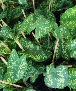 Brighter Blooms Colocasia 'Hilo Beauty' House & Patio