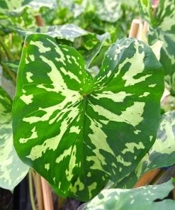 Brighter Blooms Colocasia 'Hilo Beauty' House & Patio