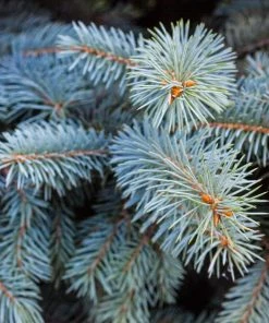 Brighter Blooms Evergreen & Privacy Colorado Blue Spruce Tree