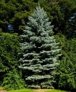 Brighter Blooms Evergreen & Privacy Colorado Blue Spruce Tree