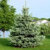 Brighter Blooms Evergreen & Privacy Colorado Blue Spruce Tree