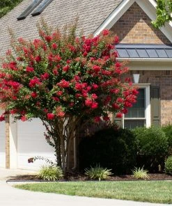 Brighter Blooms Flowering Trees Colorama™ Scarlet Crape Myrtle