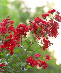 Brighter Blooms Flowering Trees Colorama™ Scarlet Crape Myrtle
