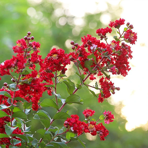 Brighter Blooms Flowering Trees Colorama™ Scarlet Crape Myrtle