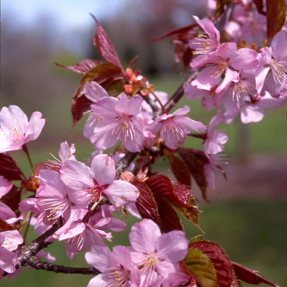 Brighter Blooms Columnar Sargent Cherry Tree Flowering Trees 5 Brighter Blooms Columnar Sargent Cherry Tree Flowering Trees