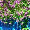 Brighter Blooms Shrubs & Hedges Common Purple Lilac Plant