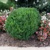 Brighter Blooms Shrubs & Hedges Compacta Japanese Holly Shrub