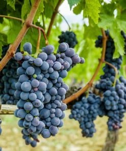 Brighter Blooms Fruit Trees Concord Grape Vine