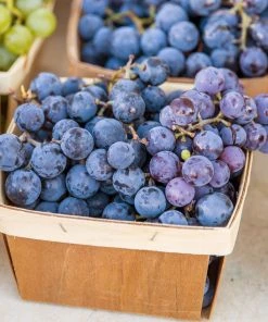Brighter Blooms Fruit Trees Concord Grape Vine