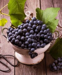 Brighter Blooms Fruit Trees Concord Grape Vine