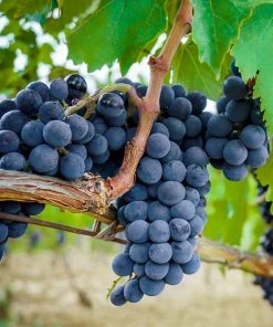 Brighter Blooms Fruit Trees Concord Grape Vine