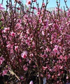 Brighter Blooms Fruit Trees Contender Peach Tree
