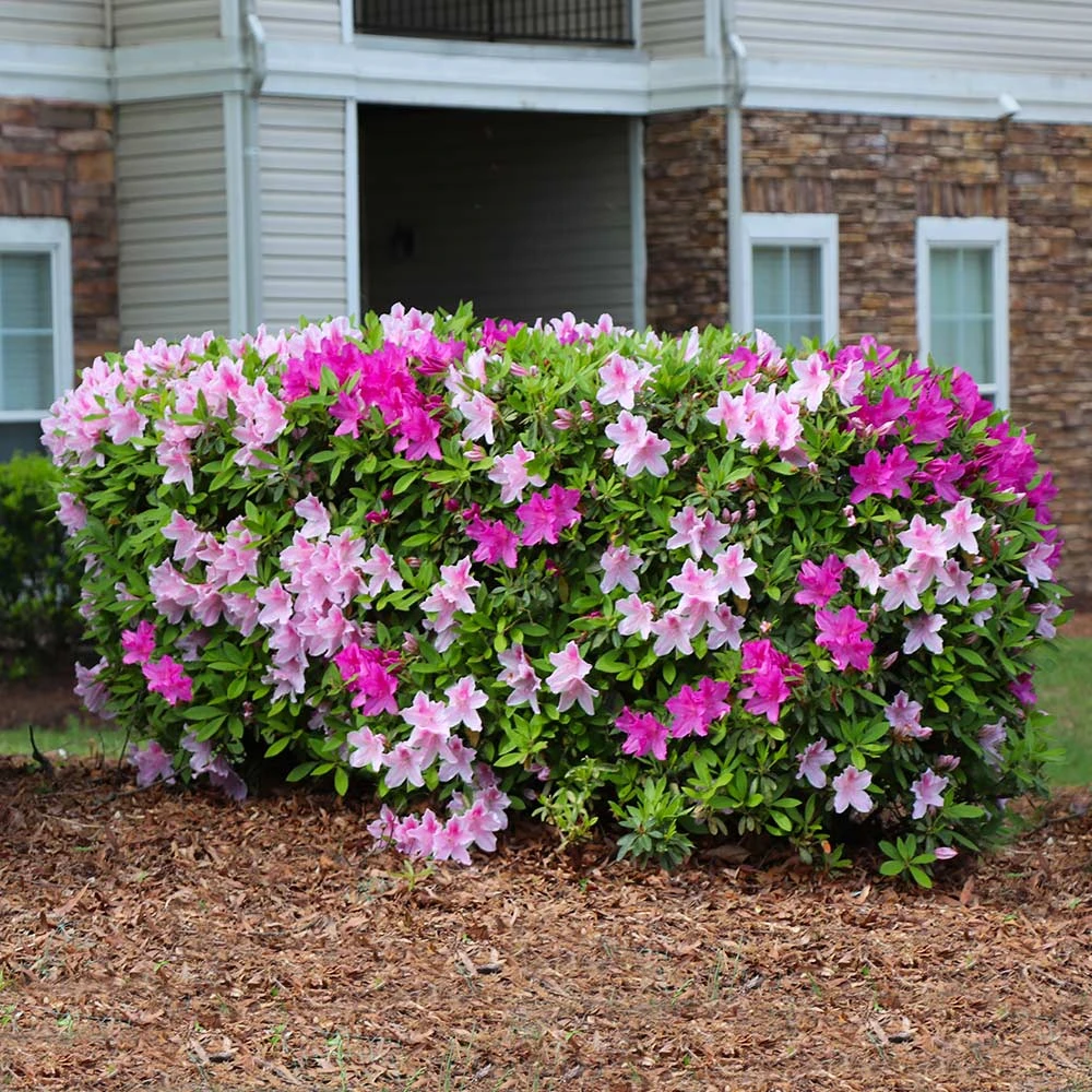 Brighter Blooms Shrubs & Hedges Conversation Piece Azalea Shrub 3 Brighter Blooms Shrubs & Hedges Conversation Piece Azalea Shrub