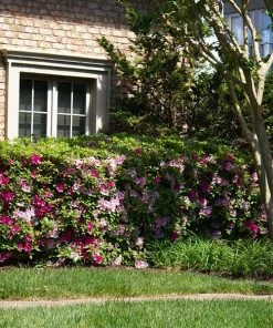 Brighter Blooms Shrubs & Hedges Conversation Piece Azalea Shrub